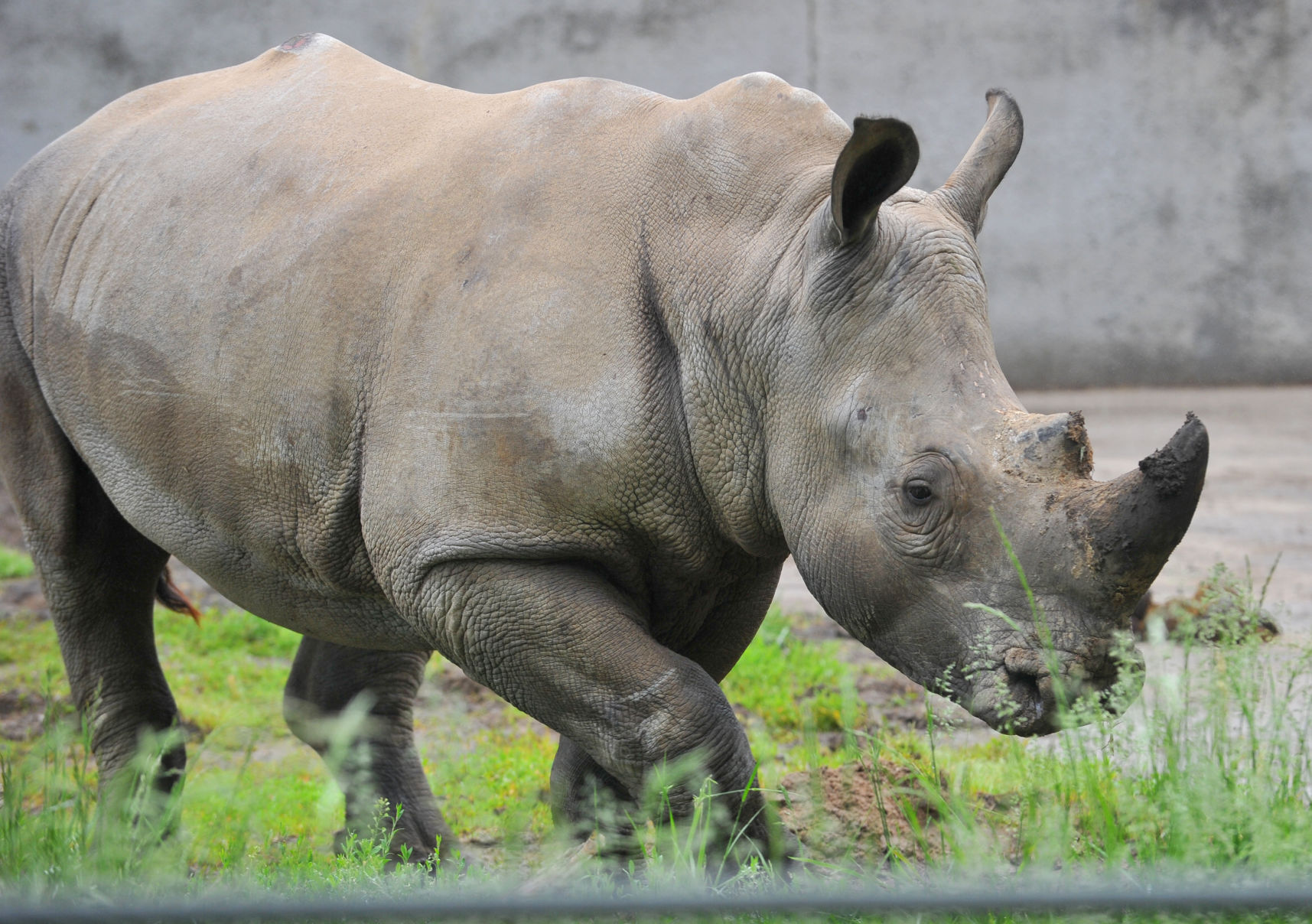 052921-qc-nws-rhino-058